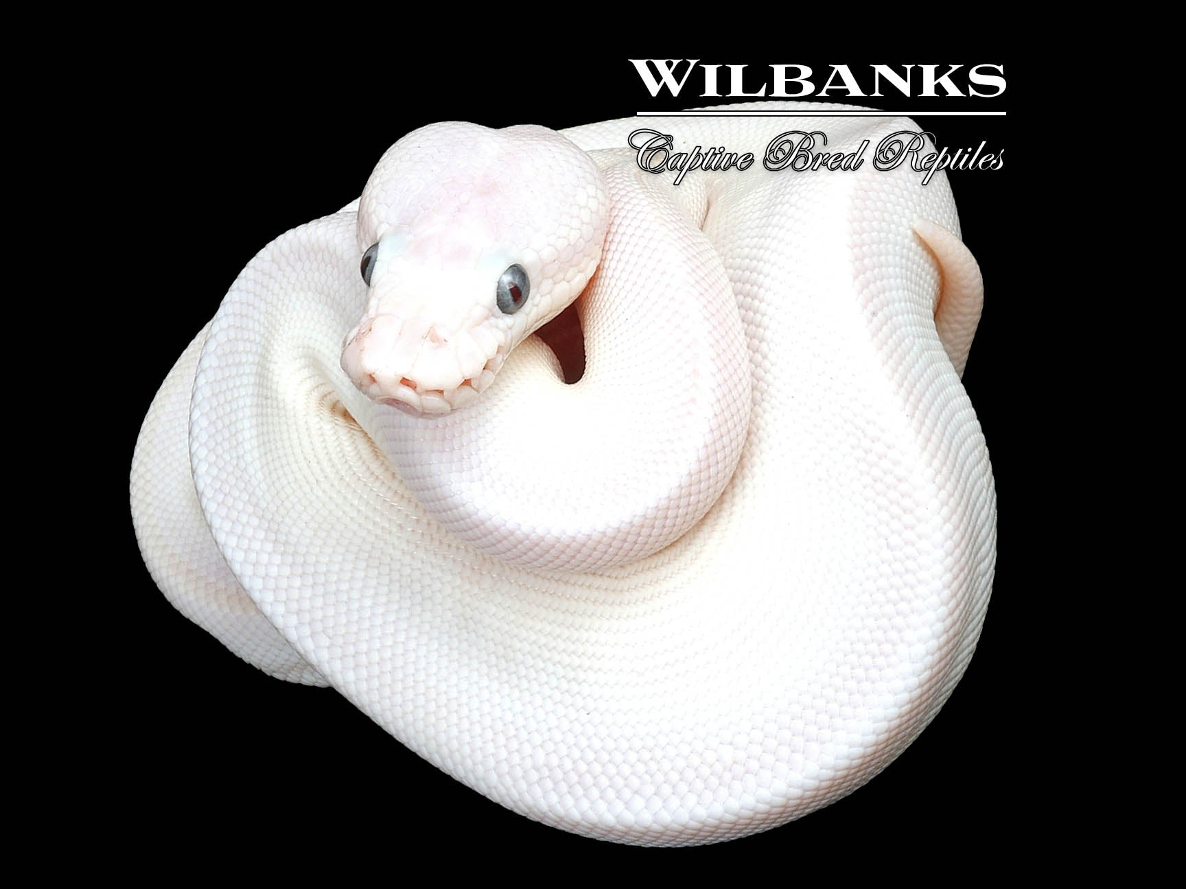 Blue Eyed Leucistic (Lucy) (Mocha Butter) Ball Python ♀ '24 Wilbanks