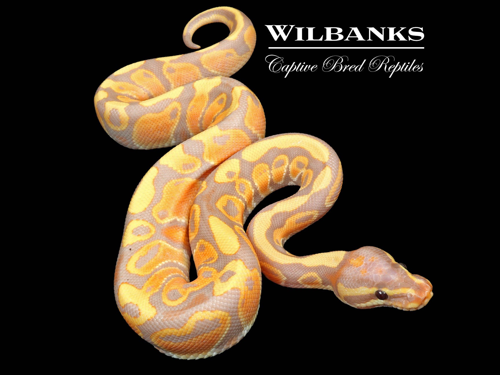 Banana Orange Dream Ball Python ♂ '24 Wilbanks Captive Bred Reptiles