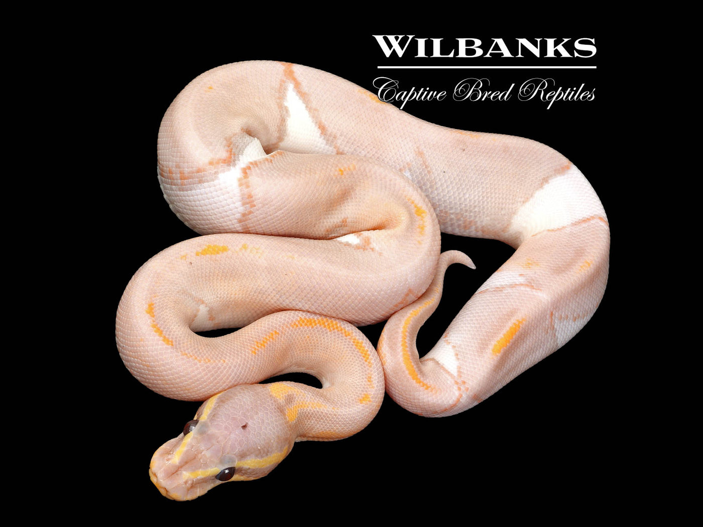 Banana Mahogany Pied Ball Python ♂ '25