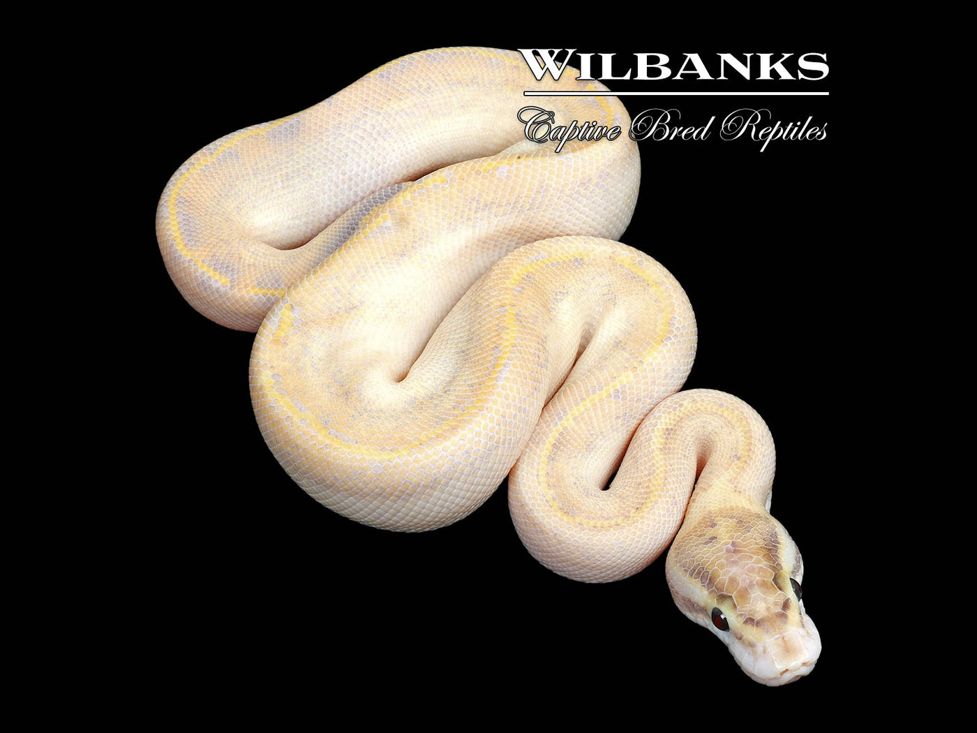 Ivory Ball Python ♂ '25