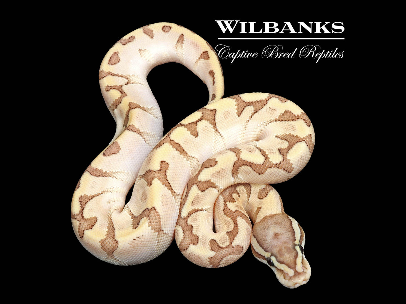 Bamboo Cinnamon Enchi 100% Het. Albino Ball Python ♀ '25