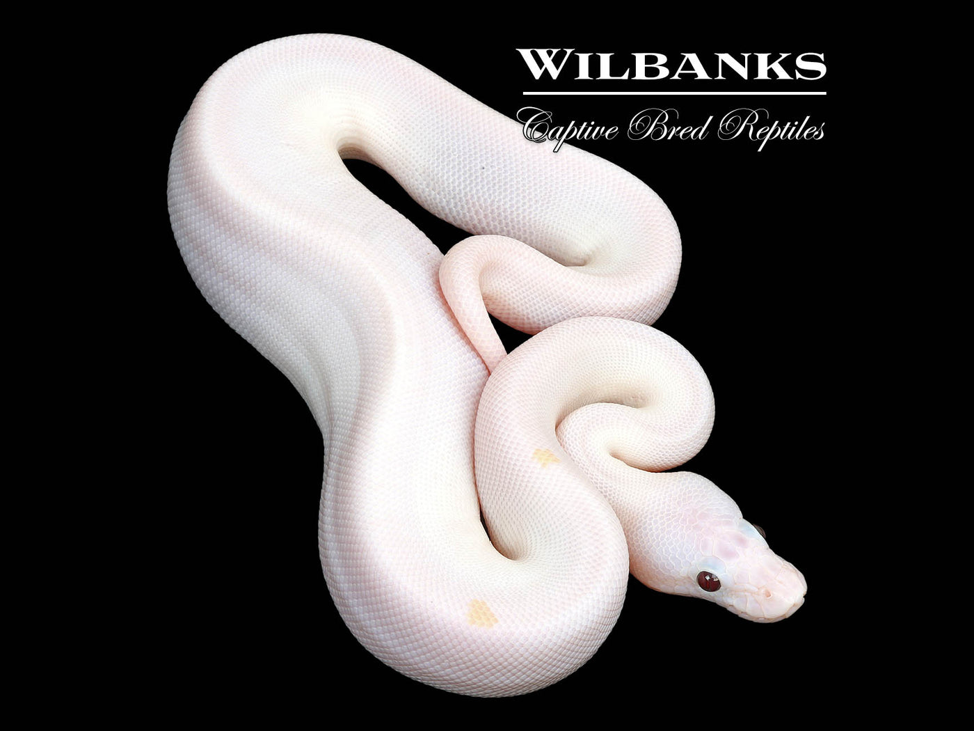 Banana Super Fire Ball Python ♀ '25