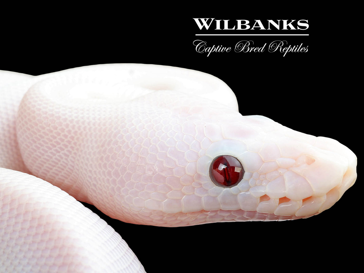 Banana Super Fire Ball Python ♀ '25