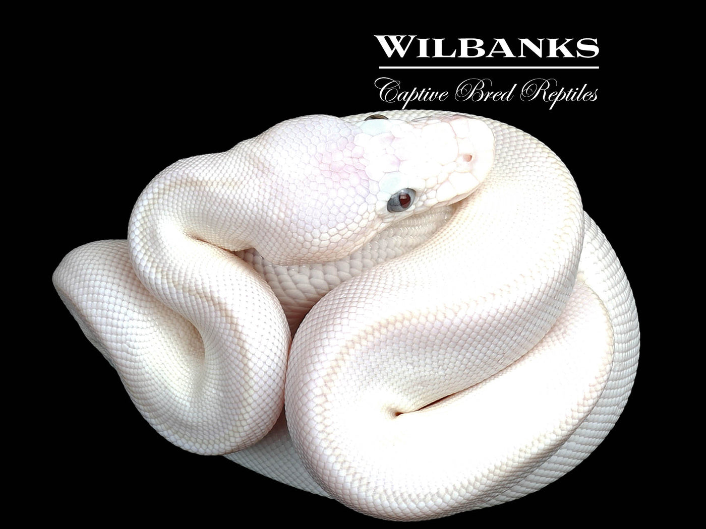 Blue Eyed Leucistic (Mojave Butter) Ball Python ♀ '25