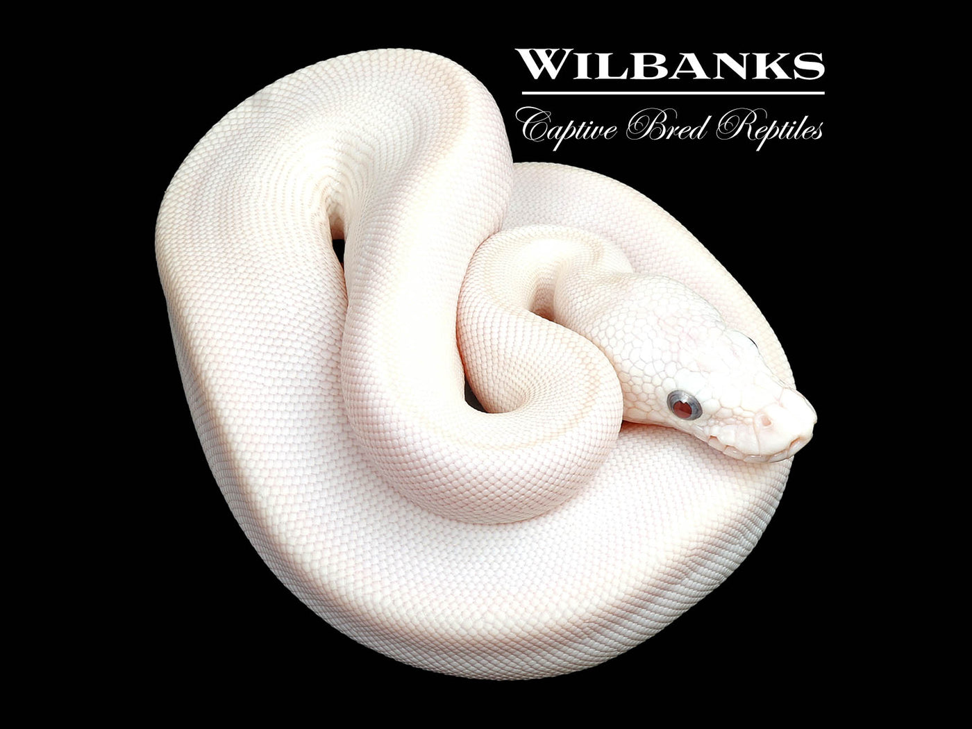 Blue Eyed Leucistic (Mojave Butter) Ball Python ♀ '25
