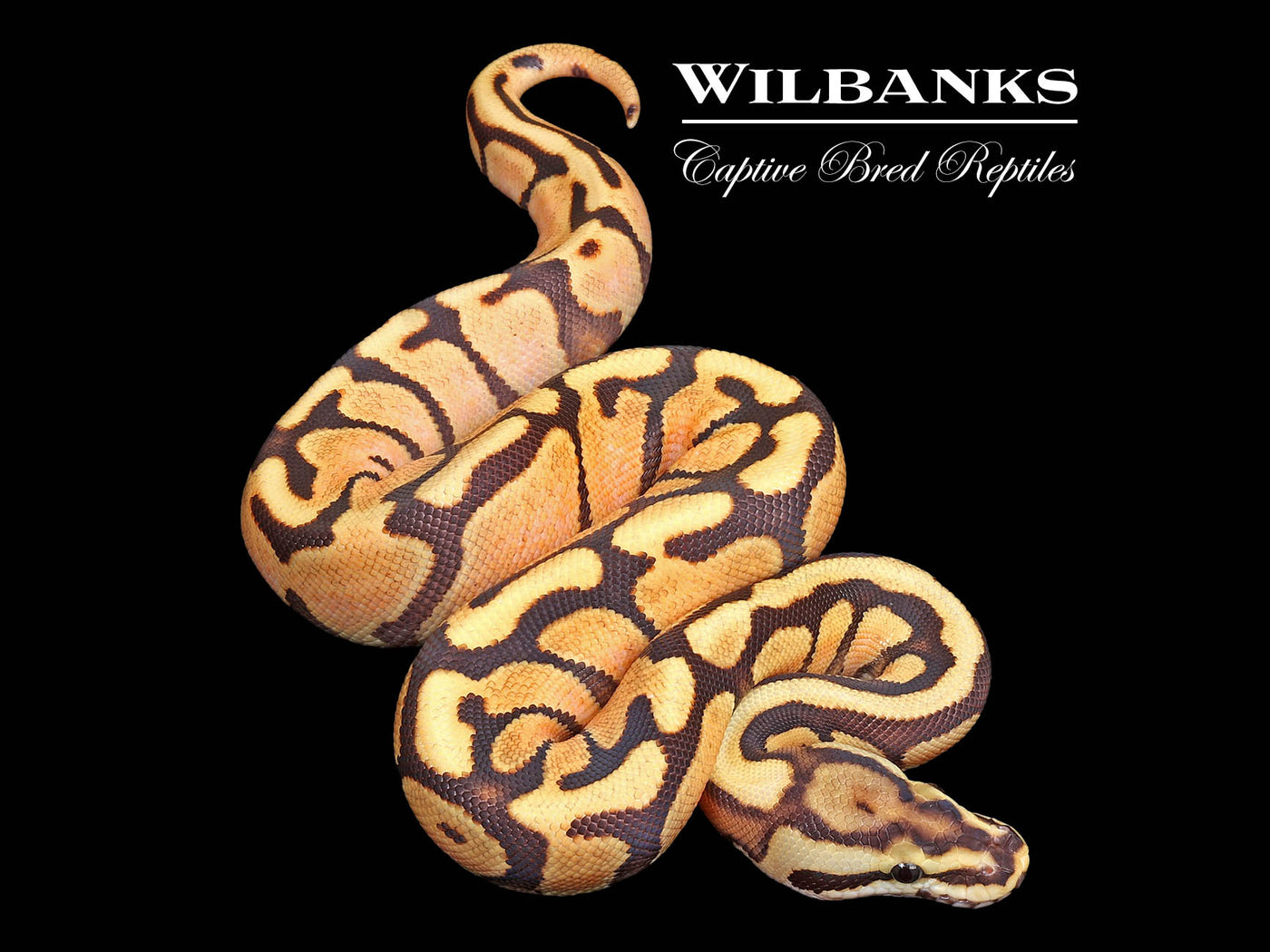 Fire Enchi Spotnose Ball Python ♀ '25