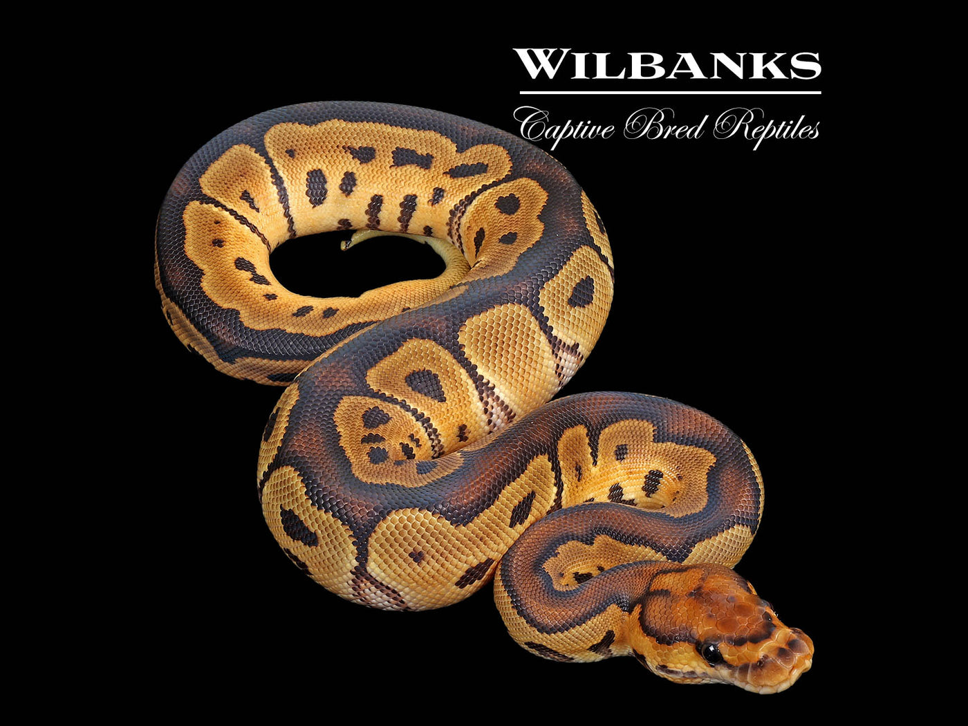 Clown Ball Python ♀ '25