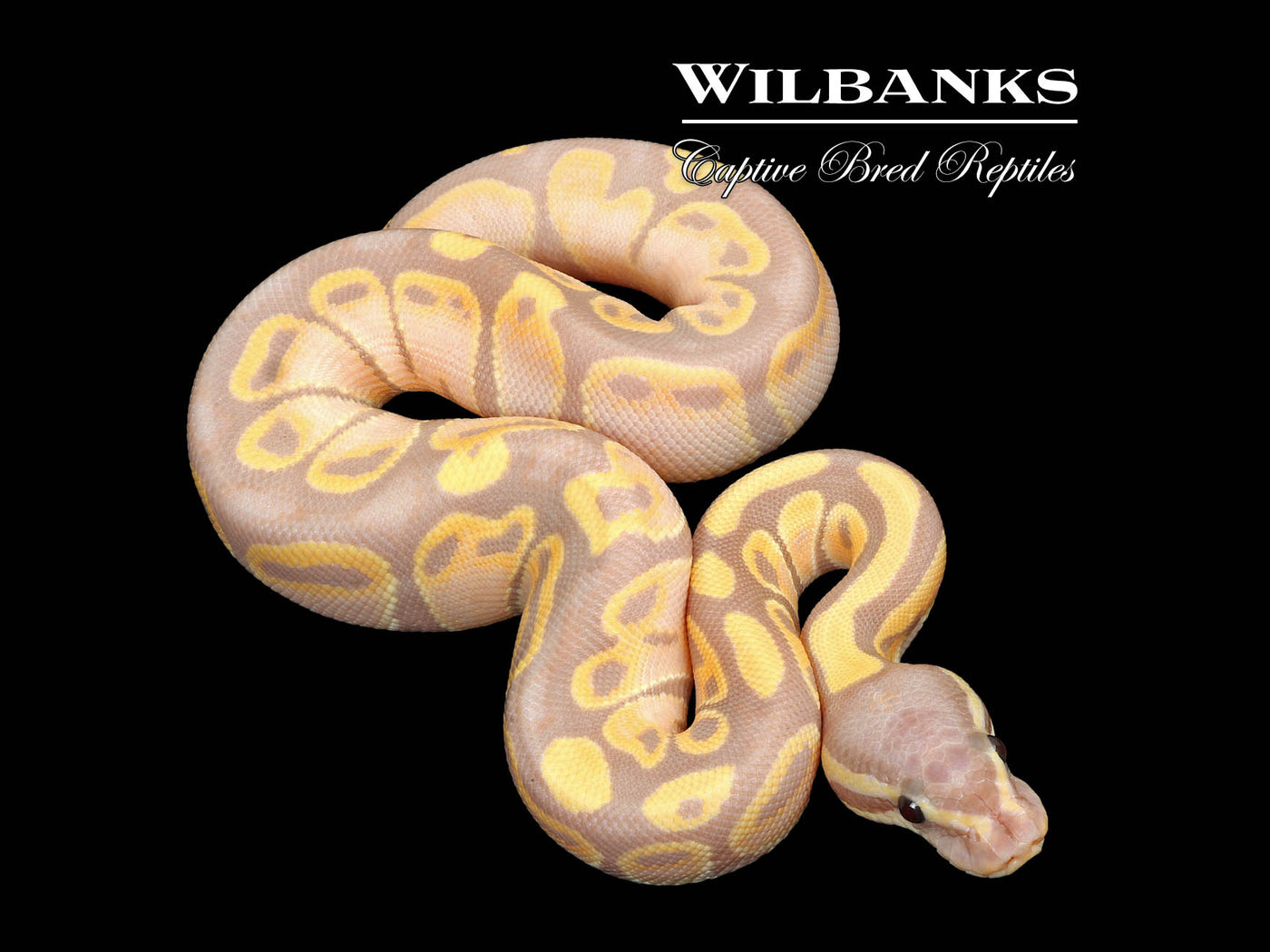 Banana 100% Het. Clown Ball Python ♀ '25