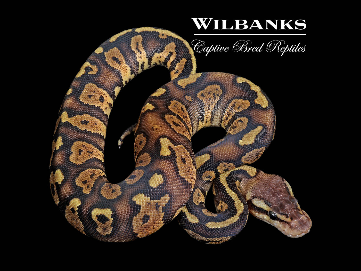 Pastel Mahogany Sable Ball Python ♂ '25