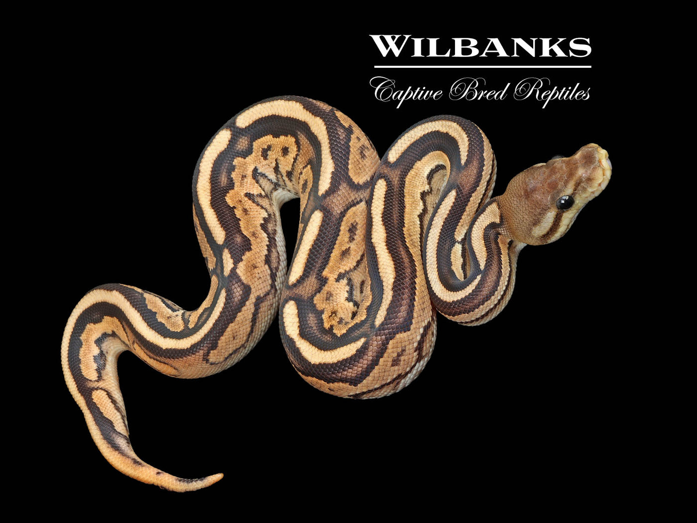 Fire Cinnamon Ball Python ♀ '25