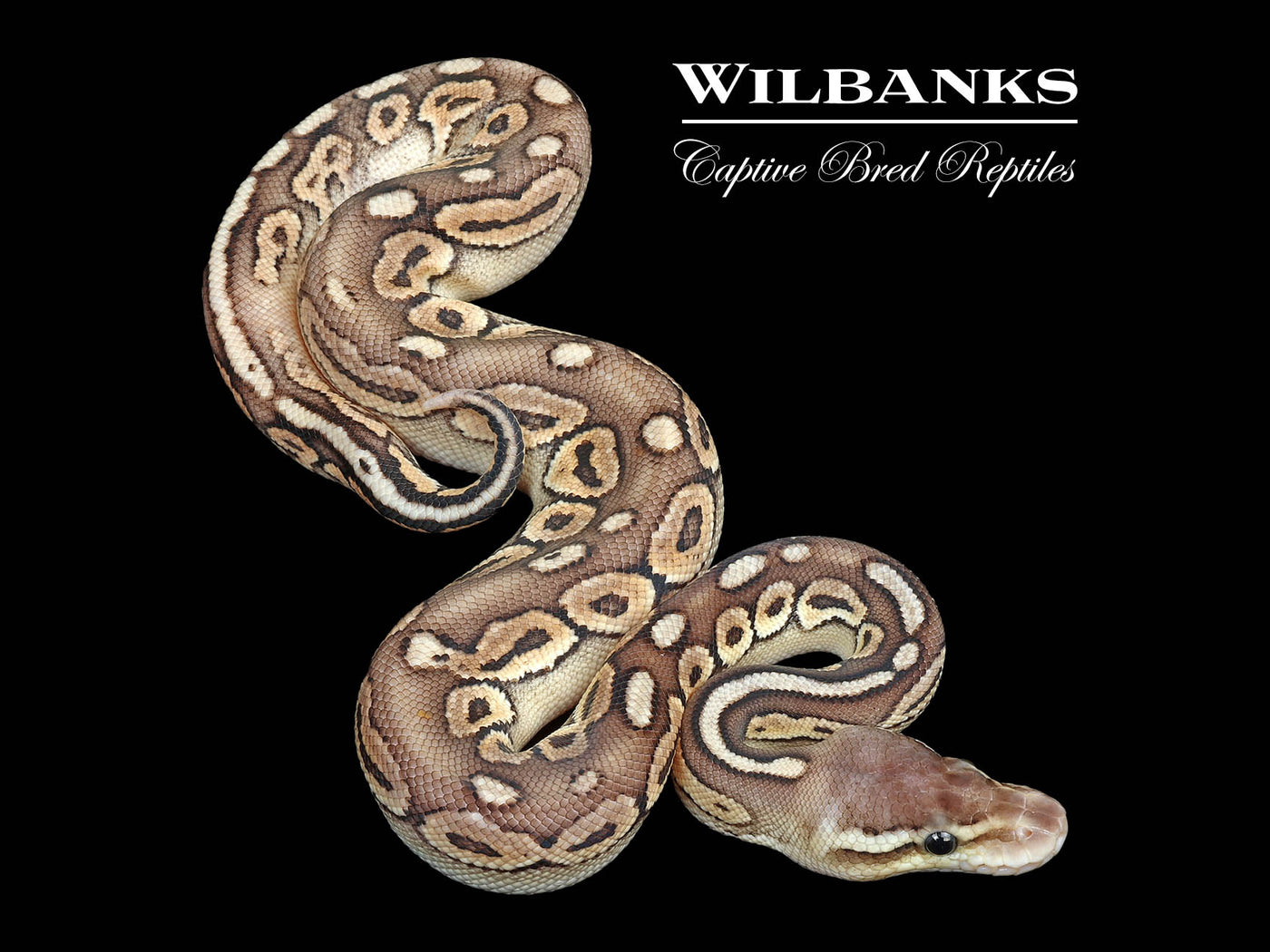 Pewter Ball Python ♂ '25