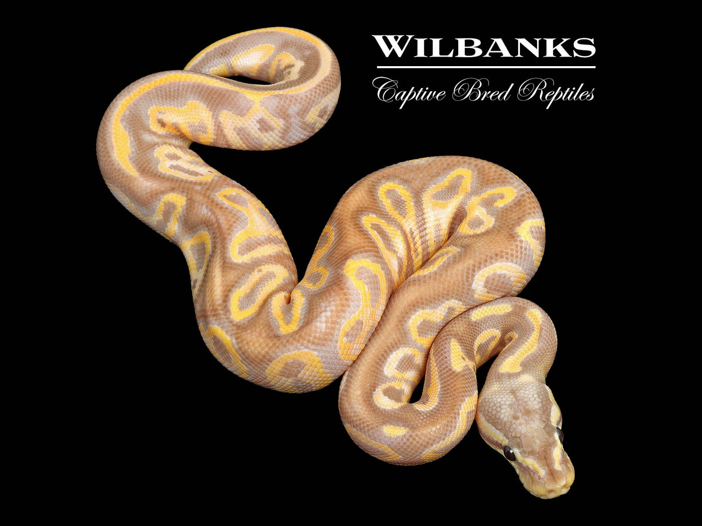 Banana Leopard Pastel Yellow Belly Ball Python ♂ '25