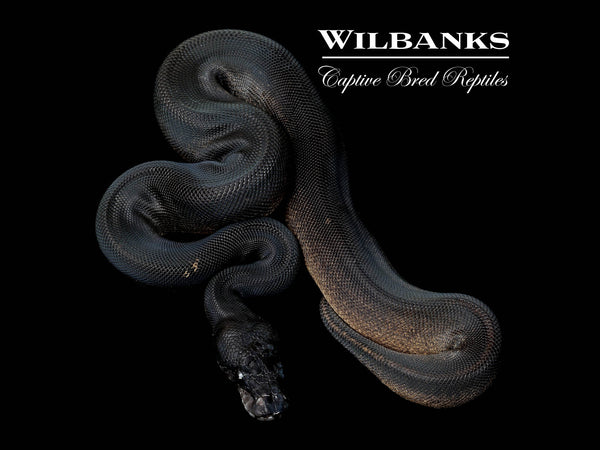 122254997_grande.jpg?v=1752695626