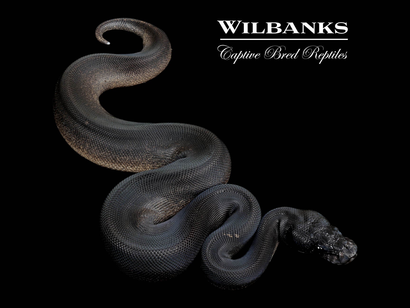 Obsidian Mystic Ball Python ♂ '25 – Wilbanks Captive Bred