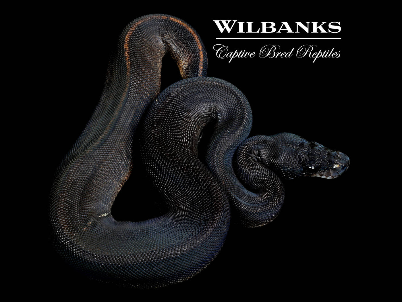 Obsidian Mystic Ball Python ♀ '25