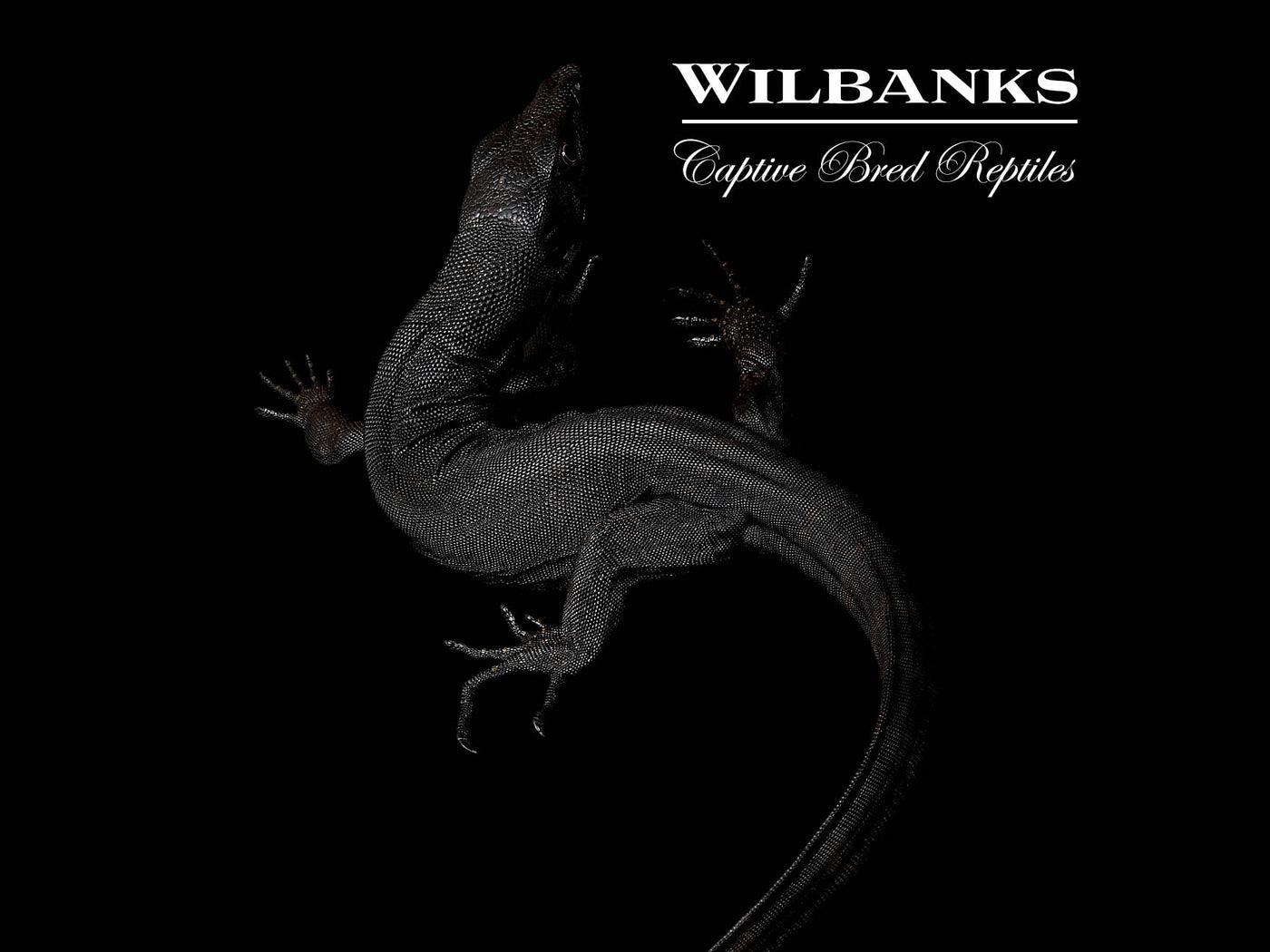 Black Dragon Asian Water Monitor USCBB '25
