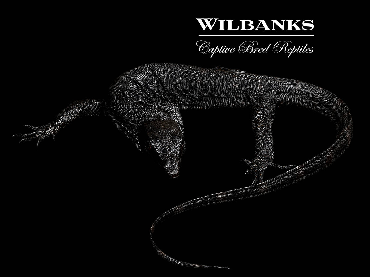 Black Dragon Asian Water Monitor USCBB '25