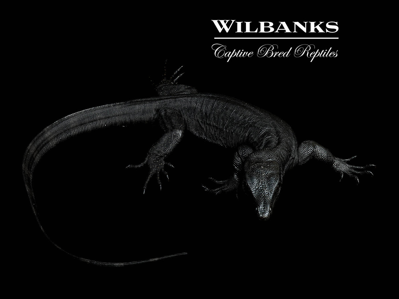 Black Dragon Asian Water Monitor USCBB '25
