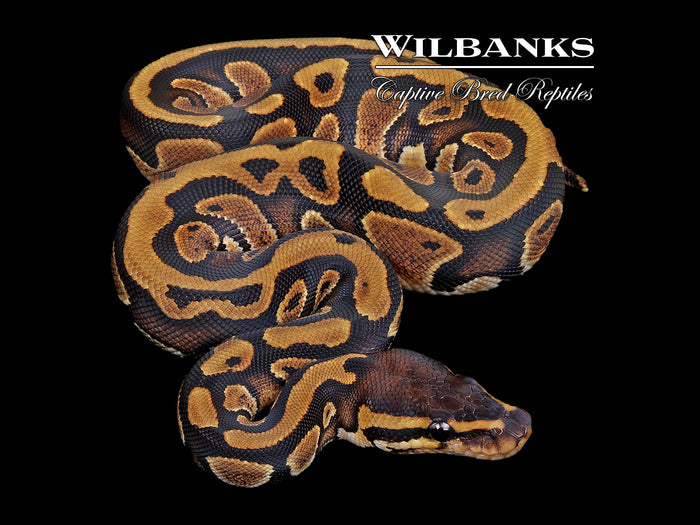 Mahogany Ball Python ♀ '26