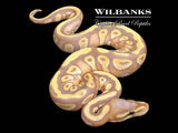 Banana Mojave (Female Maker) Ball Python ♂ '26