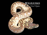 Pastel Butter Yellowbelly Sugar Ball Python ♂ '26