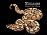 Fire Spotnose 100% Het. Clown Ball Python ♀ '26