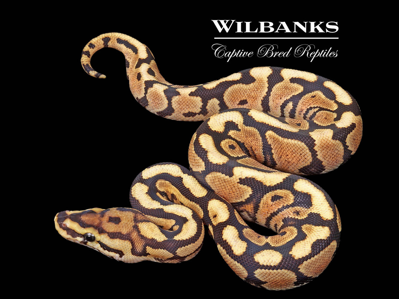 Fire Spotnose 100% Het. Clown Ball Python ♀ '26 – Wilbanks
