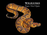 Enchi Clown Ball Python ♀ '26