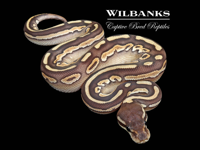 Cinnamon Mojave Ball Python ♀ '26