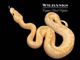 Puma Clown Ball Python ♀ '26