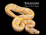 Banana Leopard Fire Ball Python ♂ '26