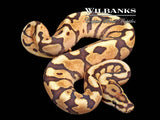 Fire Enchi Spotnose 100% Het. Clown Ball Python ♂ '26