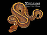 Genetic Stripe Yellow Belly 100% Het. Clown Ball Python ♂ '26