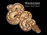 Mojave Enchi Cinnamon Ball Python ♀ '26