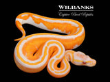 Blackhead Orange Dream Dreamsicle Ball Python ♀ '26