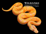 Enchi Dreamsicle Ball Python ♀ '26