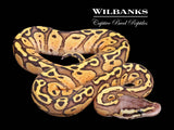 FireFly Red Stripe Ball Python ♀ '26
