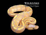 Banana Ball Python ♂ '26
