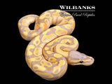 Banana Ball Python ♂ '26
