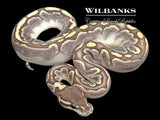 Bamboo Mahogany Ball Python ♂ '26