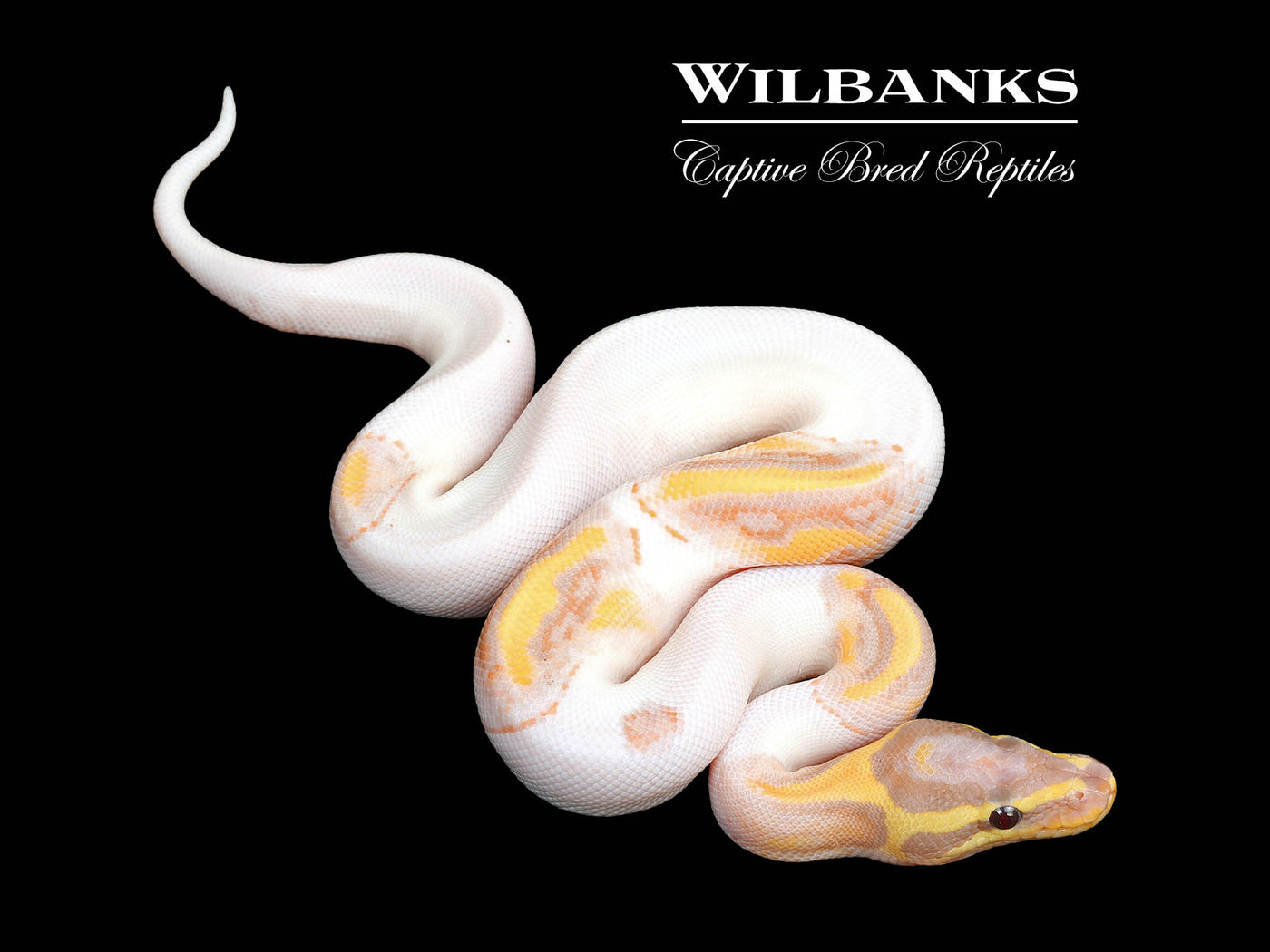 Banana Pied Ball Python ♂ '25