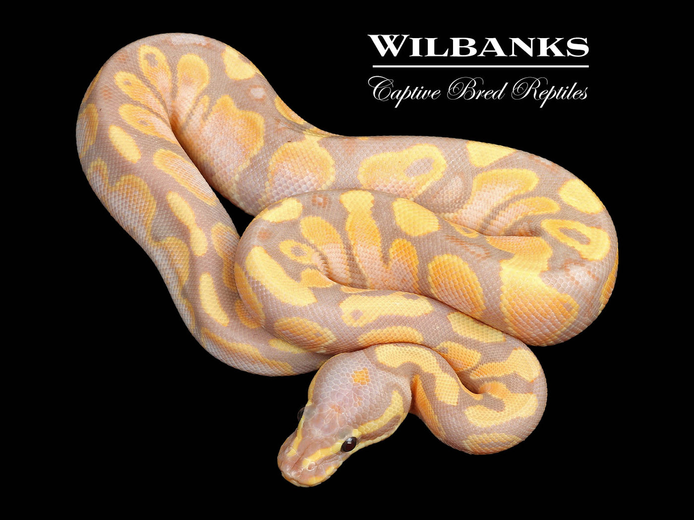 Banana 100% Het. Pied Ball Python ♂ '25