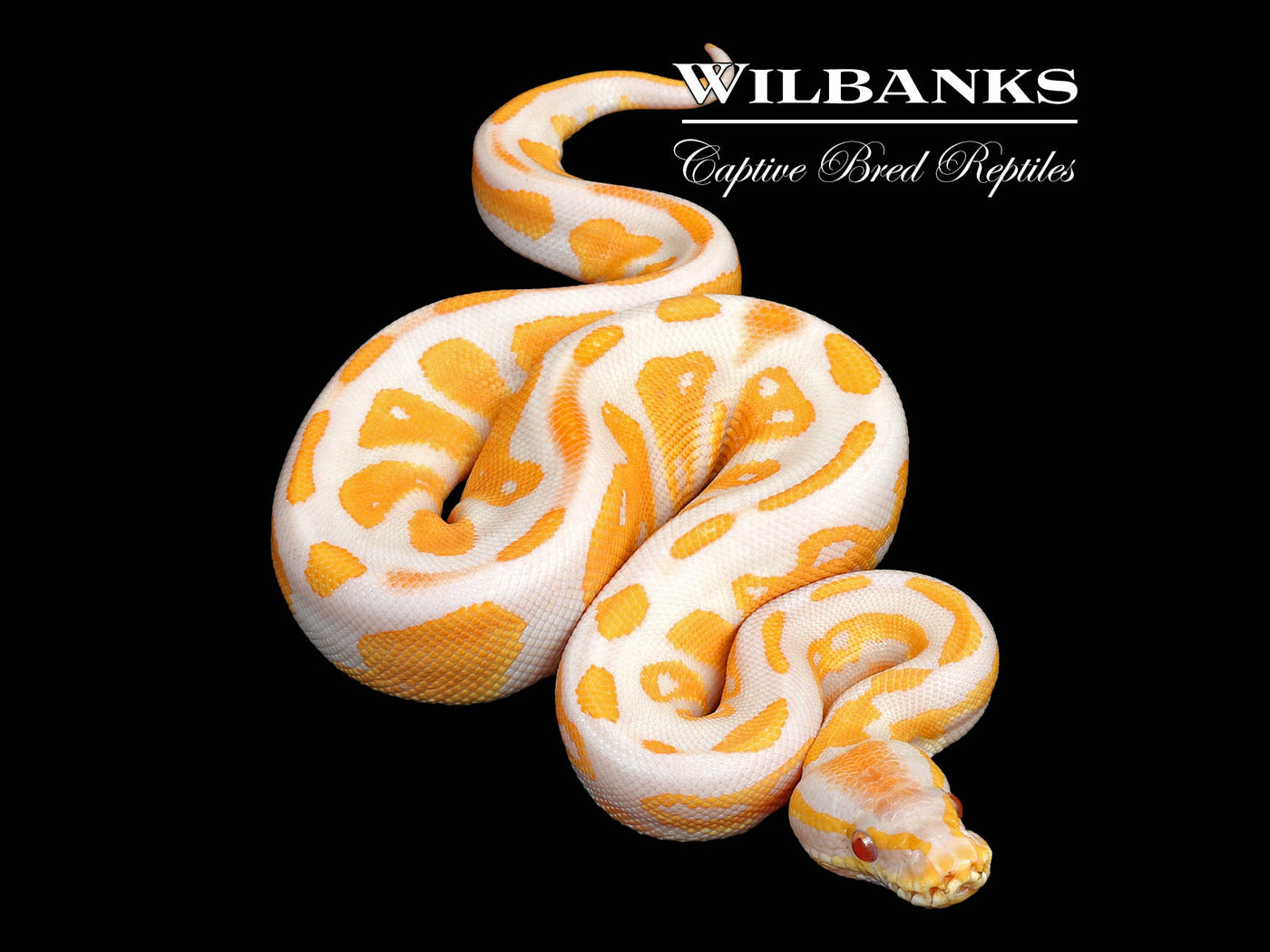 Lavender Albino Blackhead 100% Het. Pied Ball Python ♀ '25