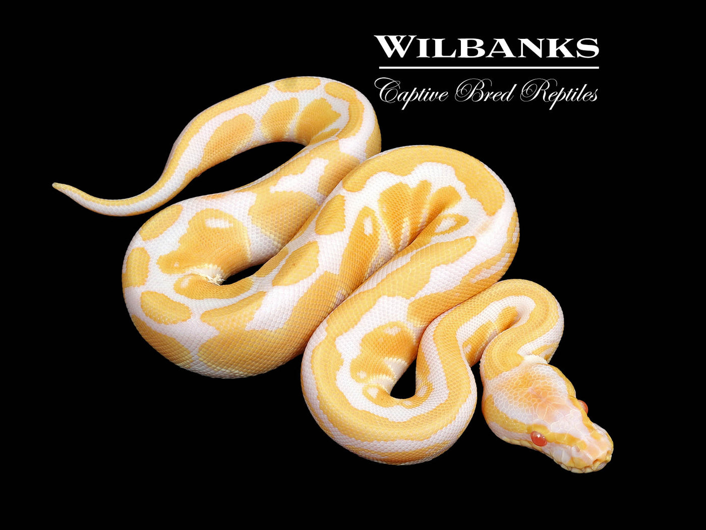 Albino Ball Python ♀ '25