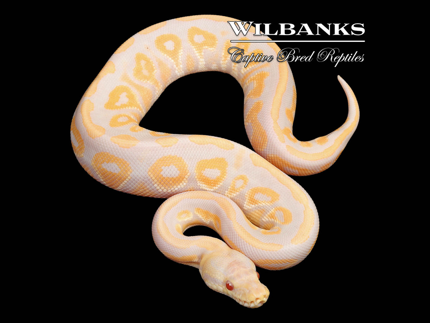 Cinnamon Candy Ball Python ♂ '25