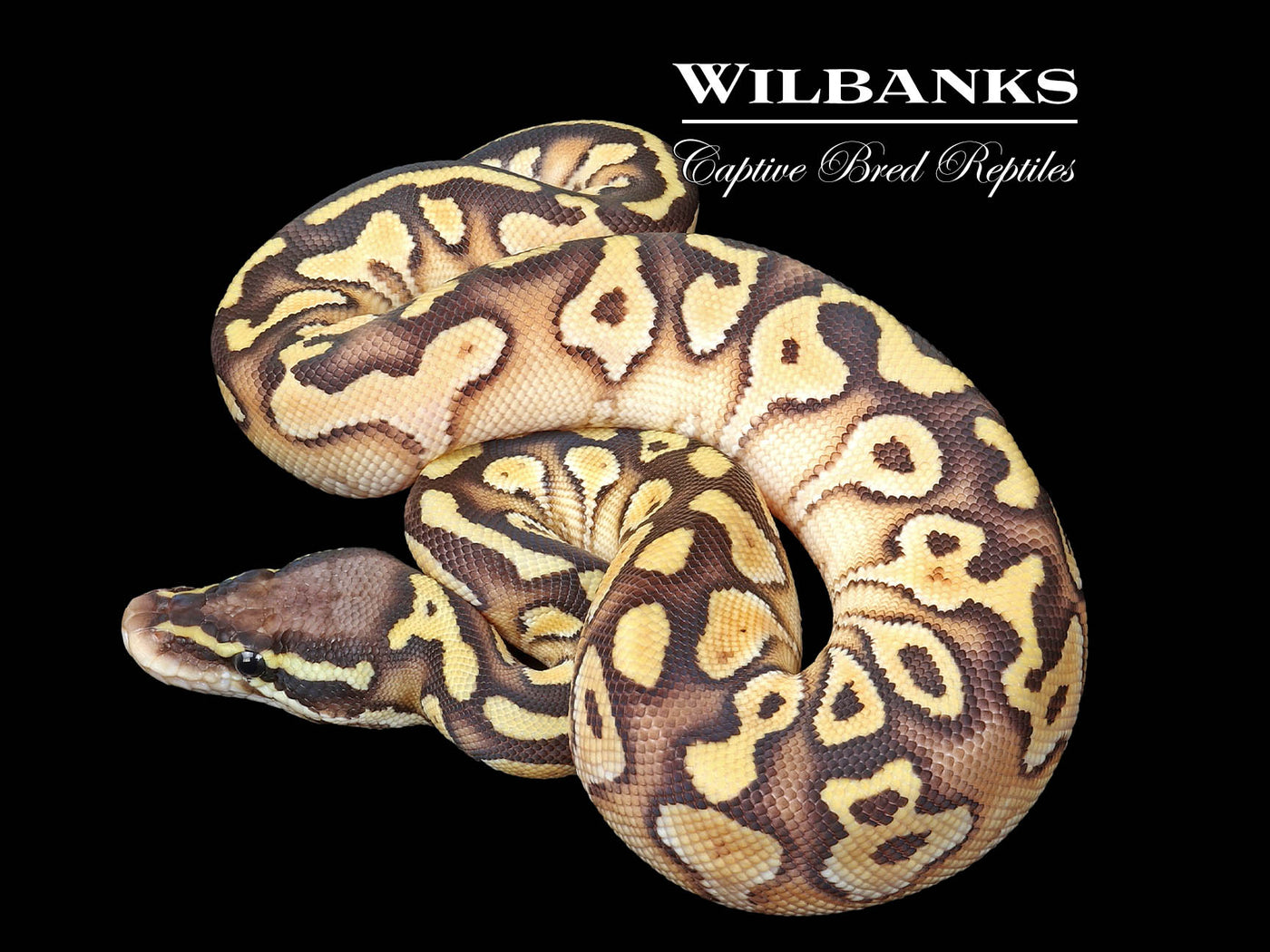 Orange Dream Lesser Pastel Yellow Belly Ball Python ♀ '25