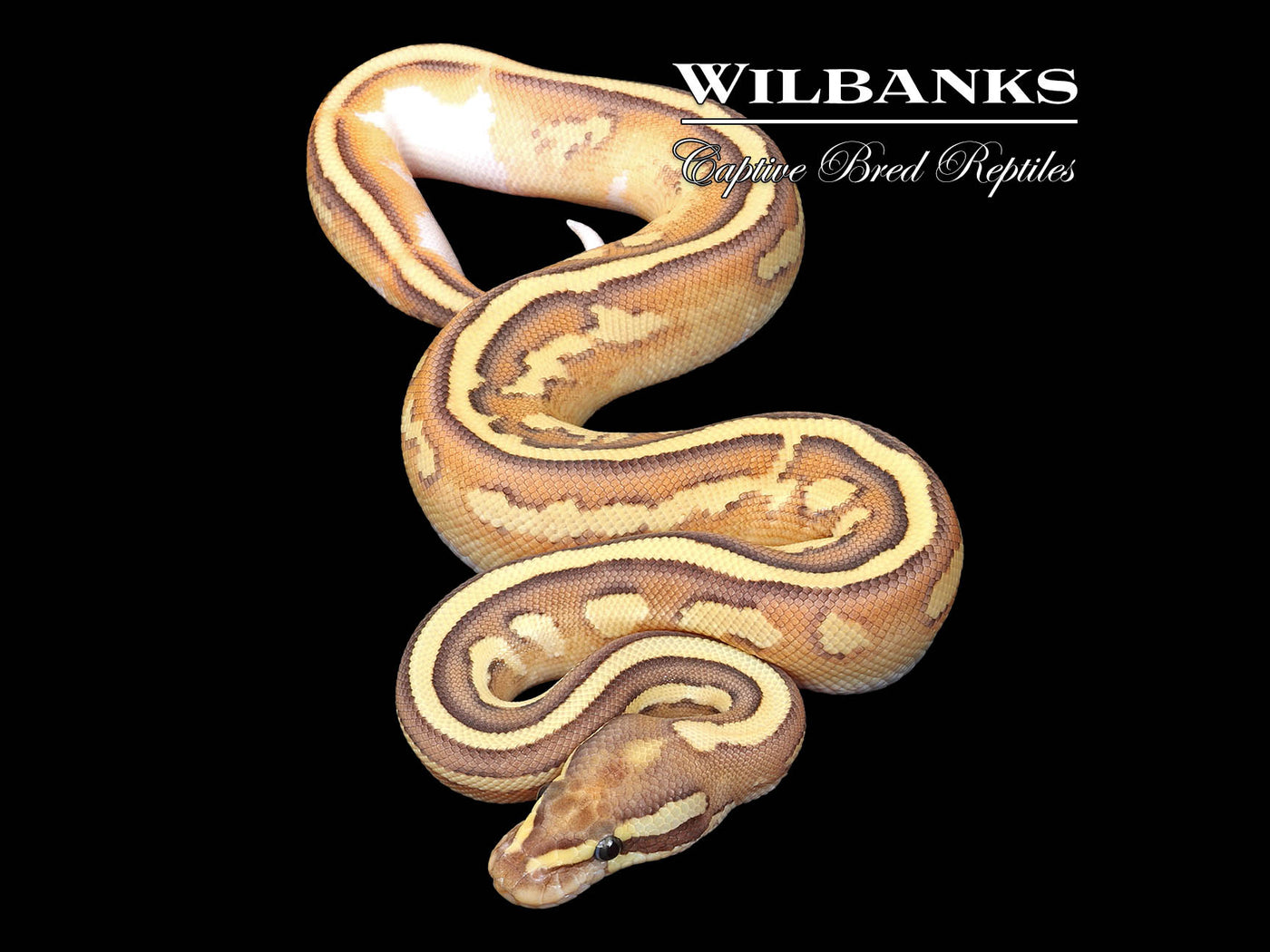 Nuclear Yellow Belly Ball Python ♂ '25