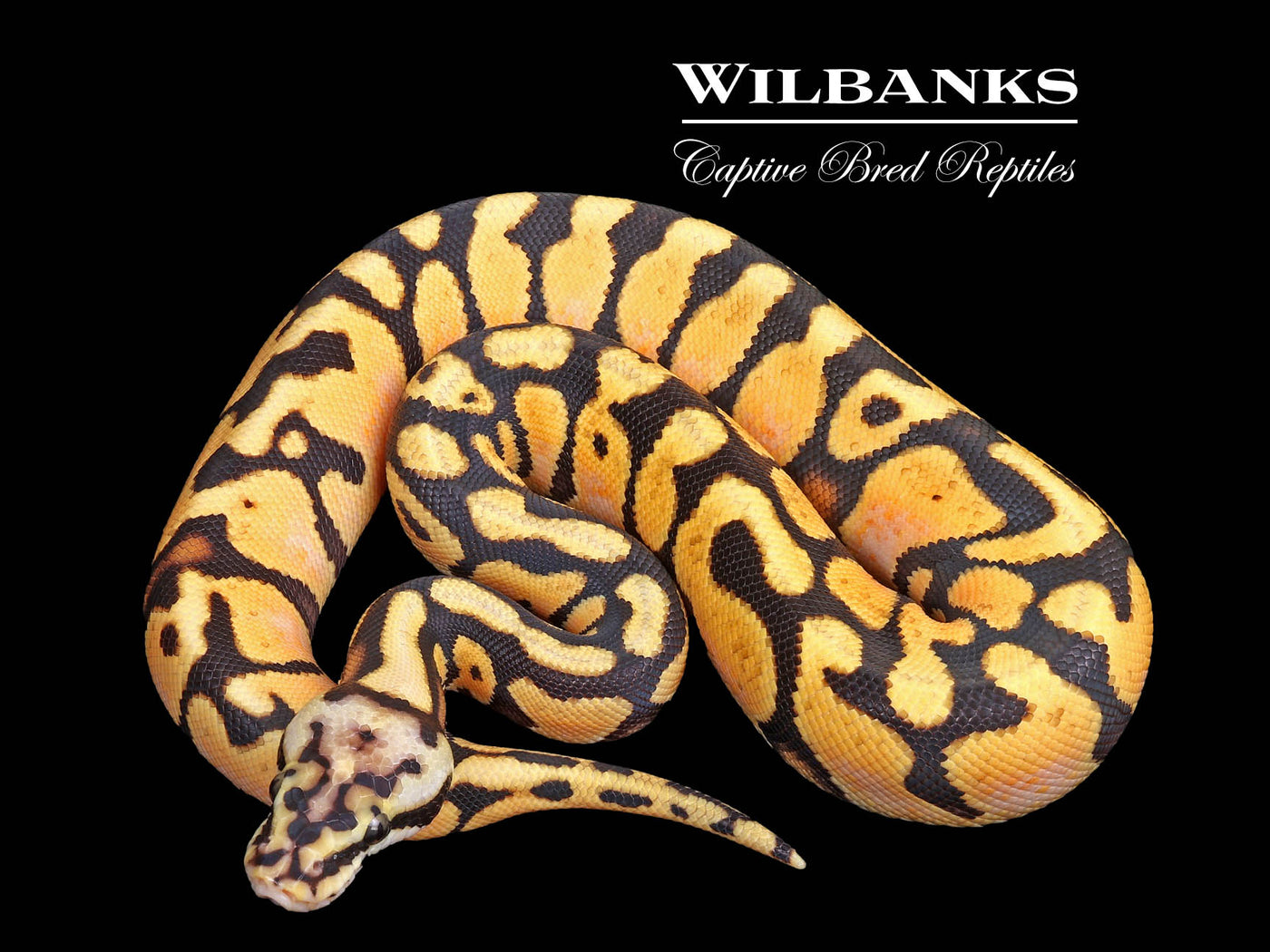 Pastel Enchi Spotnose Ball Python ♀ '25