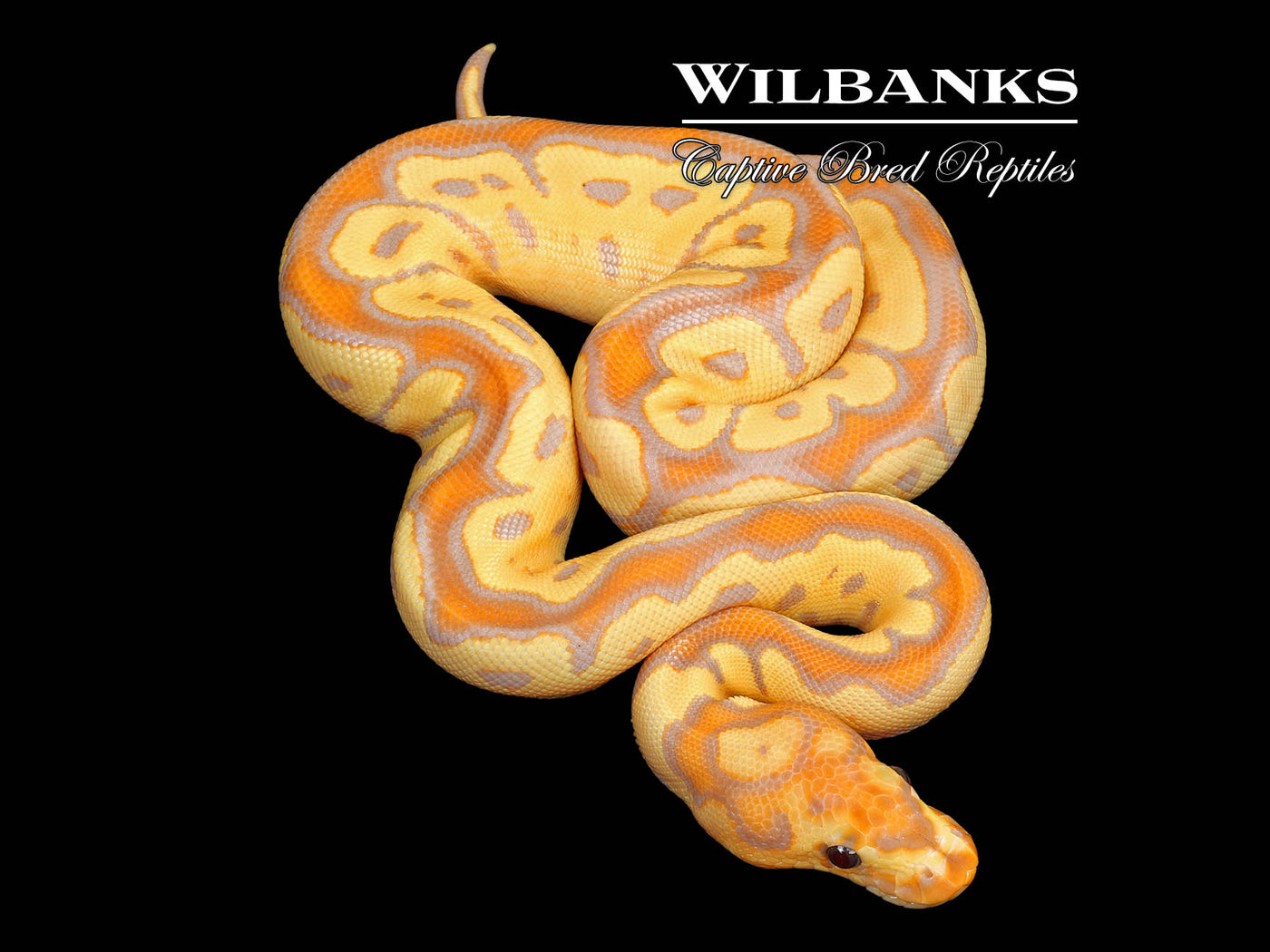Banana Clown Ball Python ♀ '25