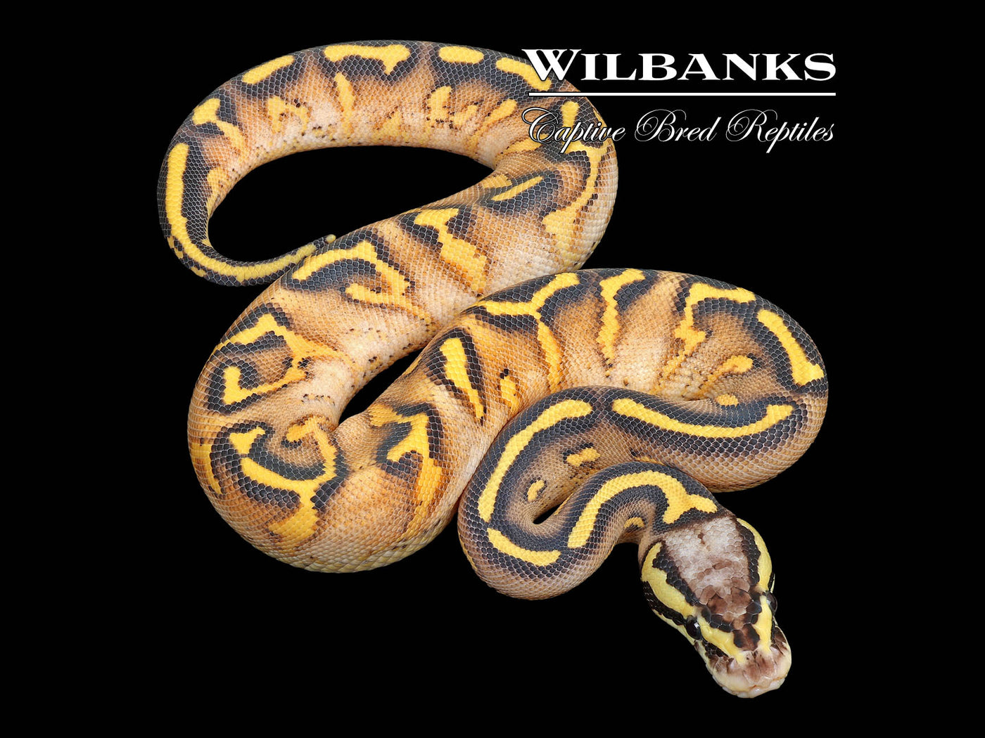Super Gravel Pastel Ball Python ♀ '25